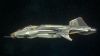 Gladius in space - Port.jpg